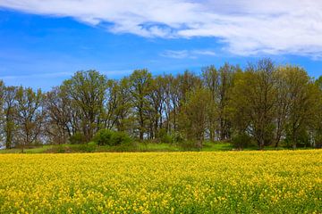 Landschap in mei