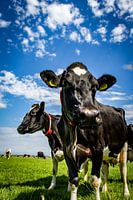 Cow at Laag Zuthem
