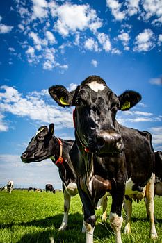 Vache à Laag Zuthem