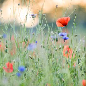 Blumenfest im Sonnenuntergang von Peter van Rooij