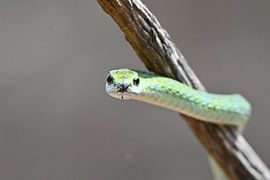 Green Boomslang on a tree by Robert Styppa