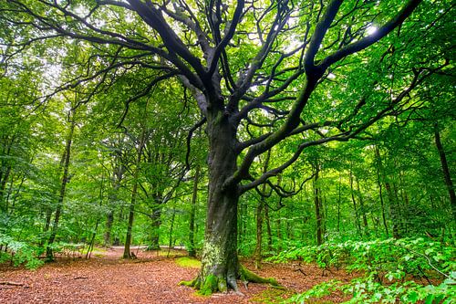 Oude eik in Nederland