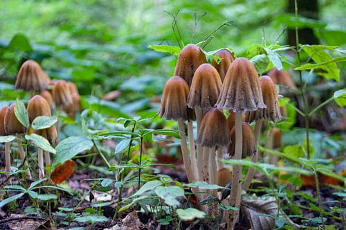 Paddenstoelen in het bos