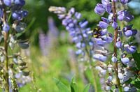 Blauwe lupine