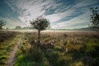 Holtingerveld #1699 by Daan Overkleeft thumbnail