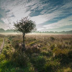 Holtingerveld #1699 by Daan Overkleeft