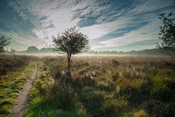 Holtingerveld #1699 van Daan Overkleeft