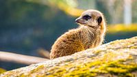 Meerkat