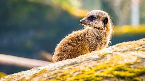 Suricate