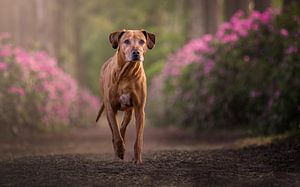 Rhodesian Ridgeback van Jack Soffers