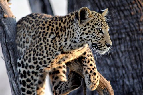 Jong luipaard in boom