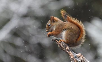 A red squirrel in the trap by Claude Laprise