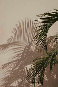 Palm met schaduw botanisch | reisfotografie print | India