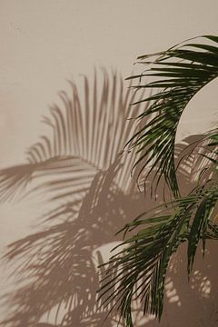 Palm met schaduw botanisch | reisfotografie print | India van Kimberley Jekel