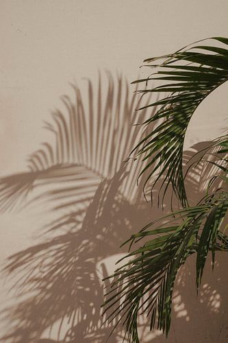 Palm met schaduw botanisch | reisfotografie print | India