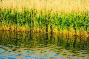 Reflectie rietgras in water abstract van Dieter Walther