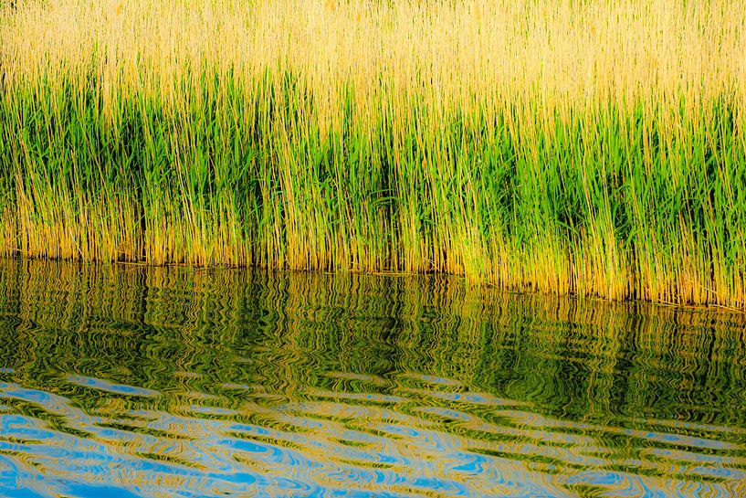 Reflection reed grass in water abstract by Dieter Walther