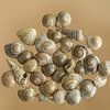 Coquilles | Nature morte sur Marianne Twijnstra