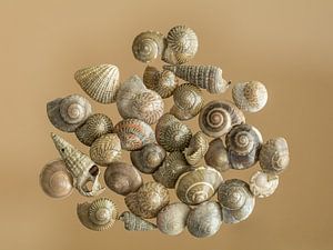 Muscheln | Stilleben