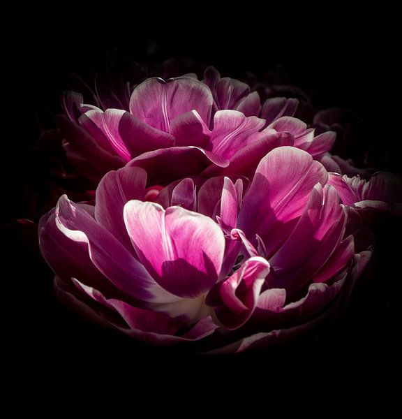 Artistic tulips at the Keukenhof by Matthijs Noordeloos