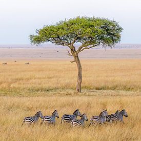 Zebras in the African savanna by Eveline Dekkers