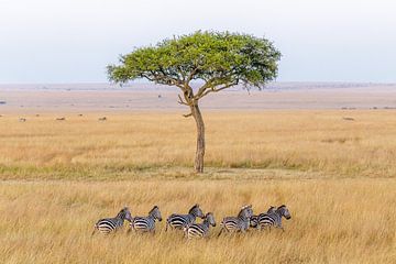 Zebras in the African savanna by Eveline Dekkers