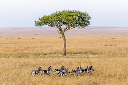 Zebra&#039;s in de Afrikaanse savanne