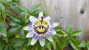 passiebloem von Mr.Passionflower