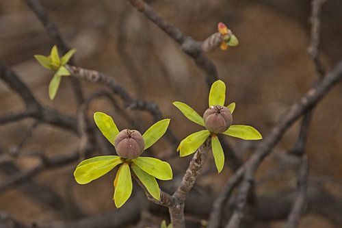 Closeup van de vruchten van Euphorbia balsamifera