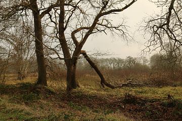 Wild gevormde bomen van Pim van der Horst