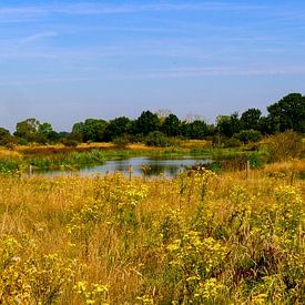 Panoramafoto van een Nederlands Natuurgebied in de Zomer met Gele Wilde Bloemen en Bosrijke Oevers van Kristof Leffelaer