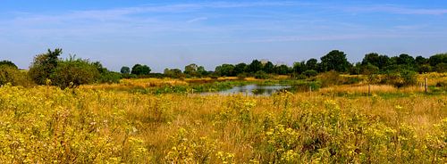 Panoramafoto eines niederländischen Naturschutzgebiets im Sommer mit gelben Wildblumen und bewaldeten Ufern