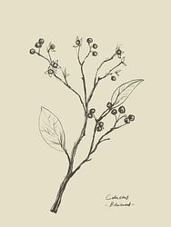 Floral 2