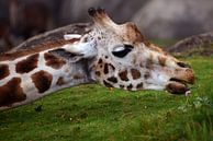 Giraffe van Sjoerd Reitsma thumbnail