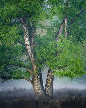 Berk in de zomer | Natuurfotografie | Boom met mist van Marijn Alons