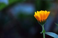 De oranje bloem van Merel Visser thumbnail