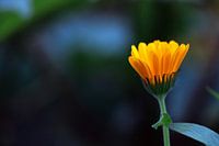La fleur d'oranger
