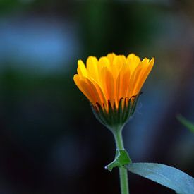 Die orangefarbene Blume von Merel Visser