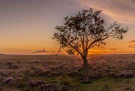 Golden hour on the heath by Harmke van Zwol