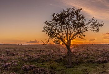 Zonsondergang in het Dwingelderveld