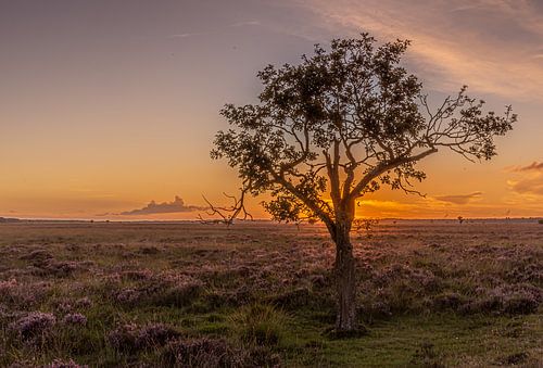Golden hour on the heath