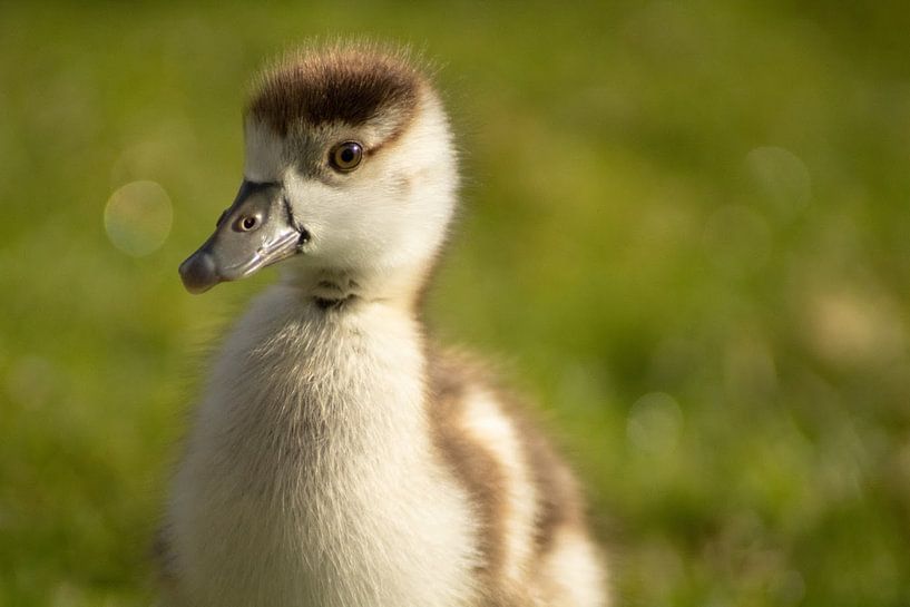 Poussin d'oie du Nil par DutchRosephotography