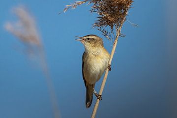 Phragmite des roseaux sur Memories for life Fotografie