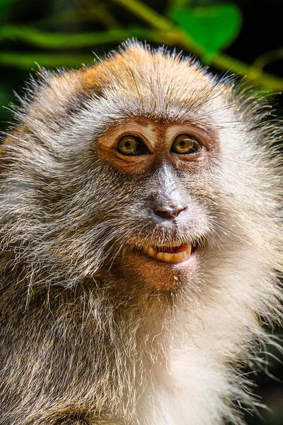 Portrait of a lady monkey by pixxelmixx