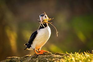 Puffin with bunch