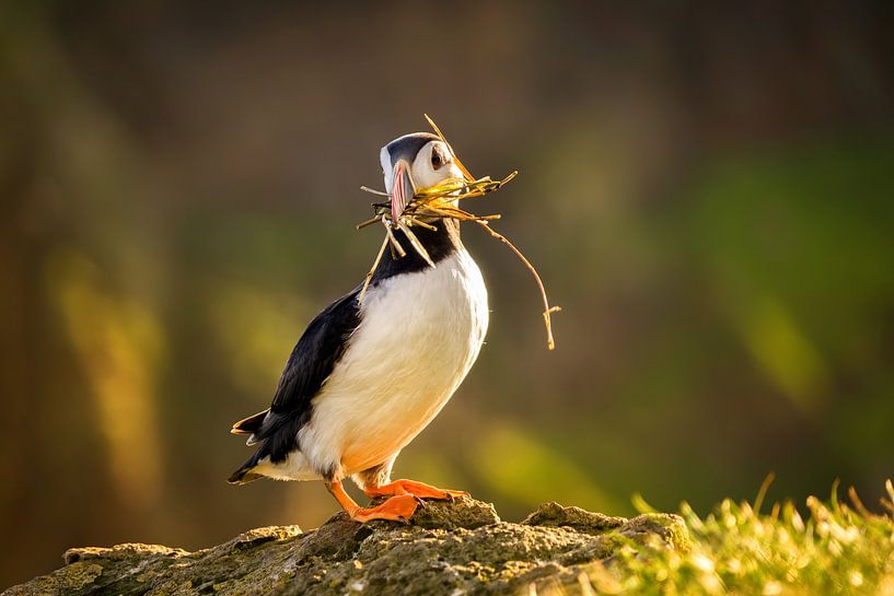 Puffin with bunch by Wojciech Kruczynski