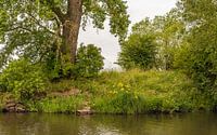 Wilde Vegetation am Wasser in einem Naturschutzgebiet von Ruud Morijn Miniaturansicht