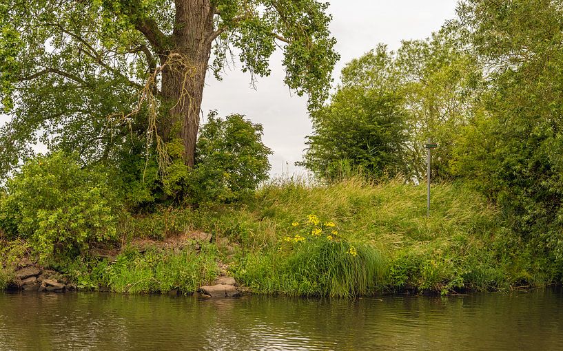 Wilde Vegetation am Wasser in einem Naturschutzgebiet von Ruud Morijn