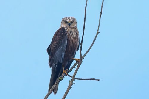 Een mannetjeskiekendief zit op een tak op zoek naar prooi voor zijn broedsel