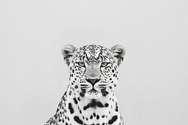 Leopard von Poster Art Shop